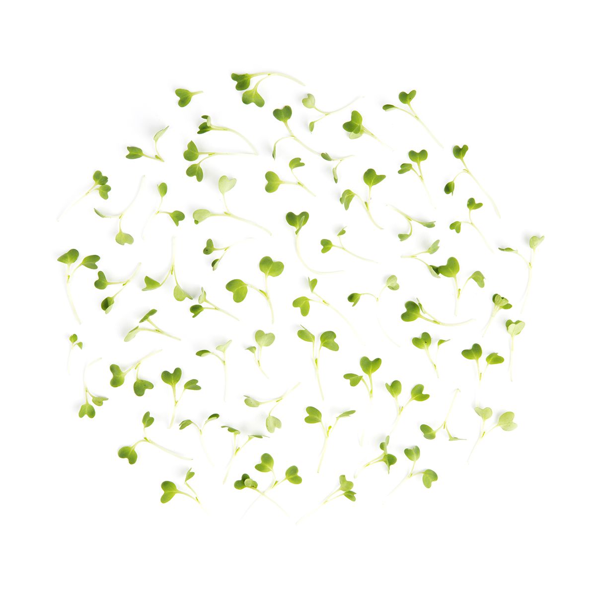 Fresh Origins Micro Mustard Dijon