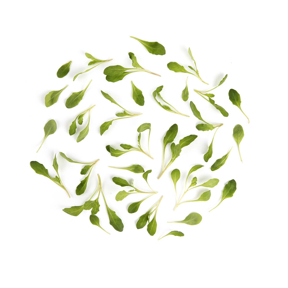 Wholesale Fresh Origins Micro Epazote- Bulk