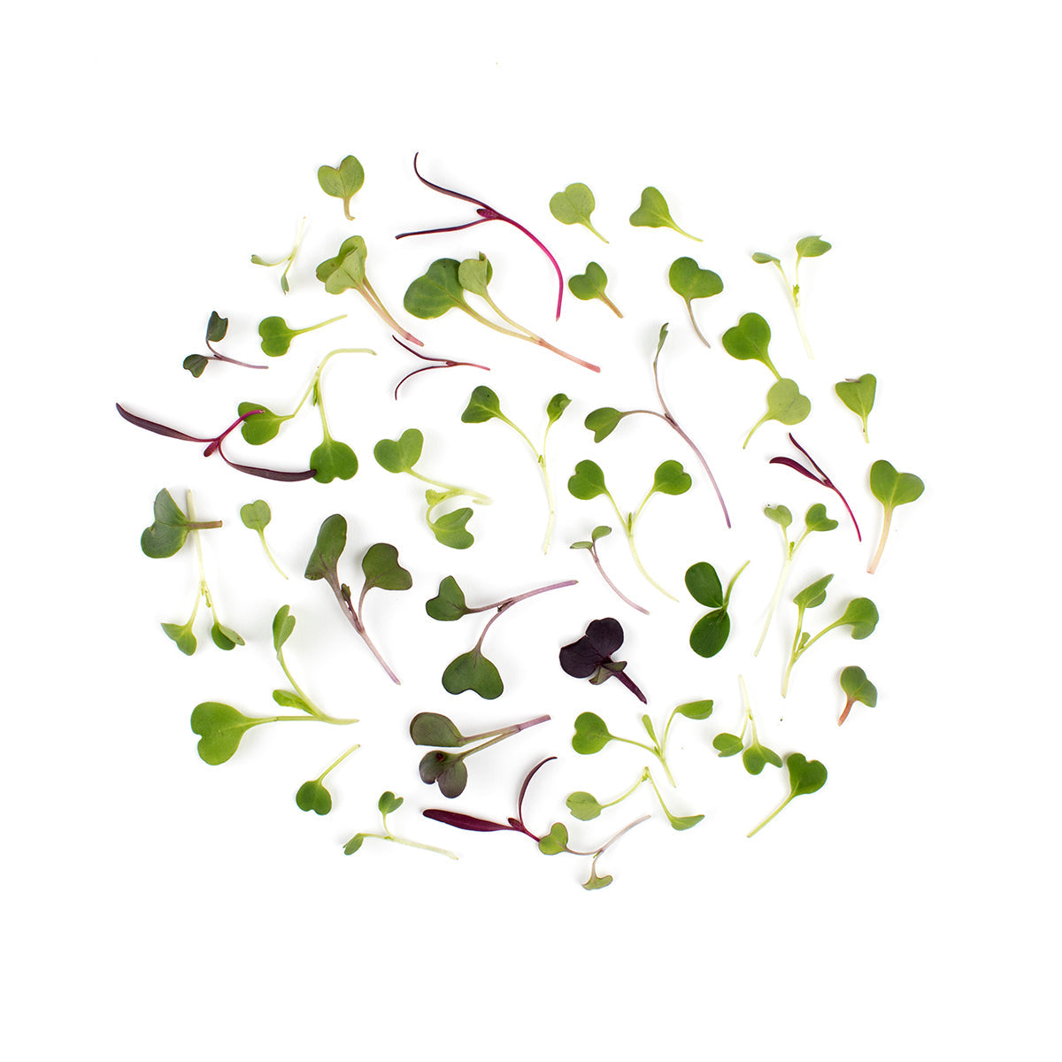 BoxNCase Micro Spectrum Mix