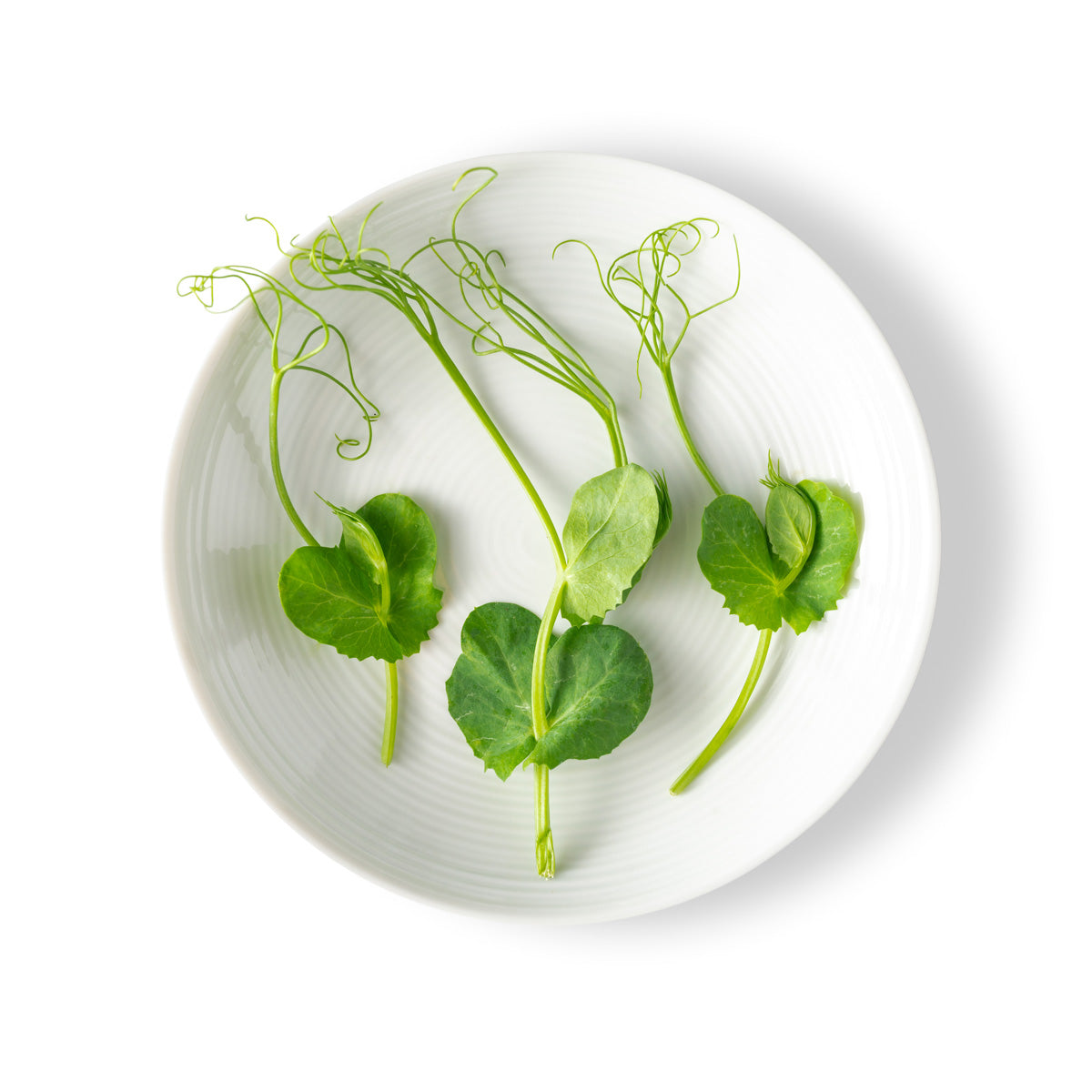 Wholesale Fresh Origins Petite Pea Tendrils- Bulk