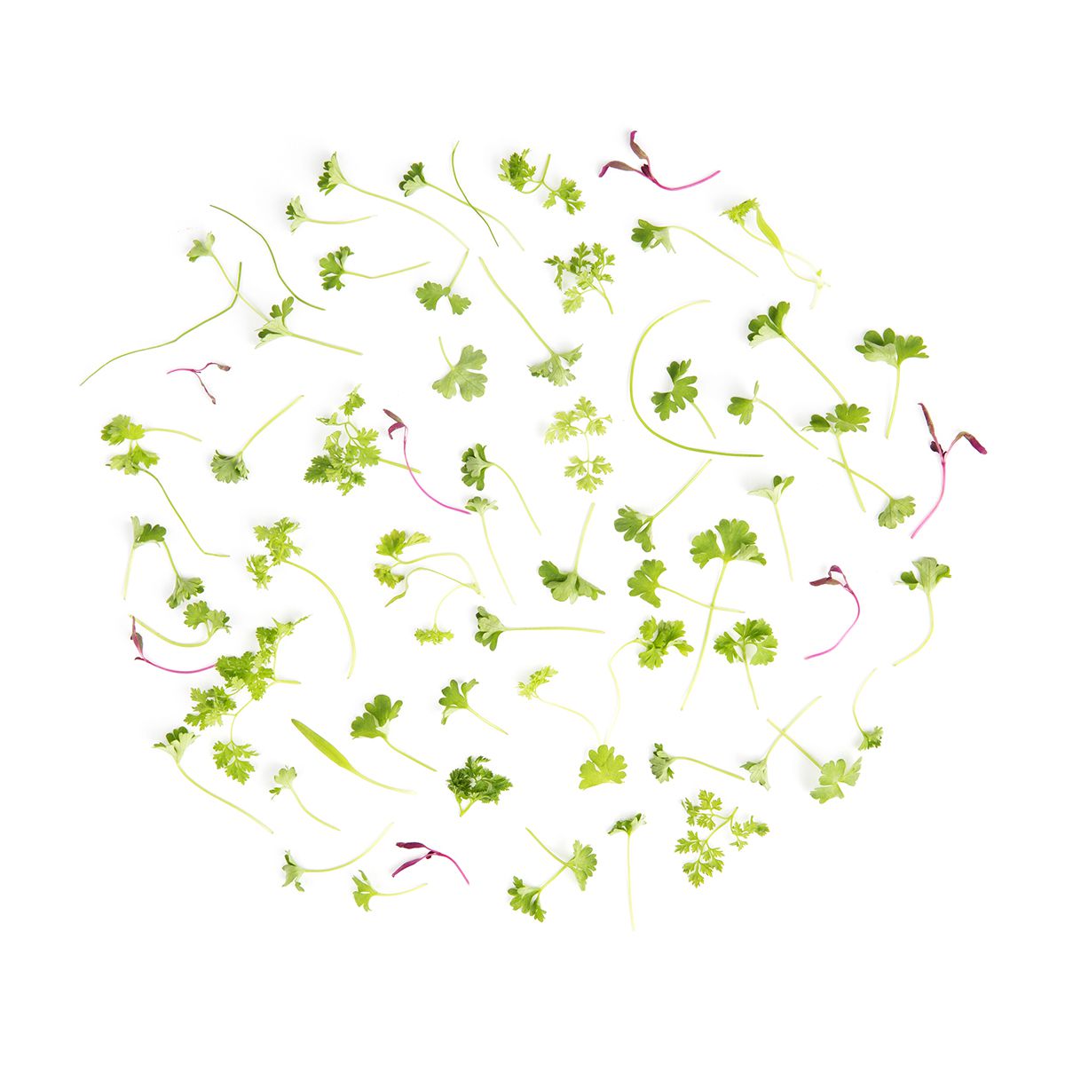 Wholesale Fresh Origins Micro Fines Herbs- Bulk