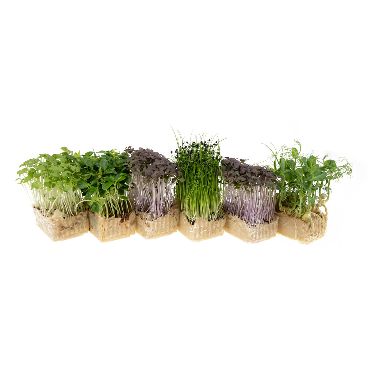 Wholesale Koppert Cress Sakura Mix Living Cress- Bulk