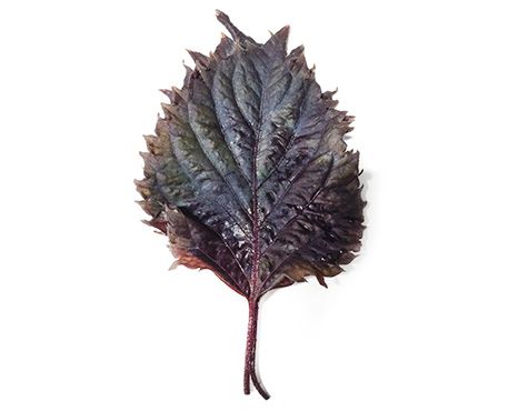 Koppert Cress Purple Shiso Leaves