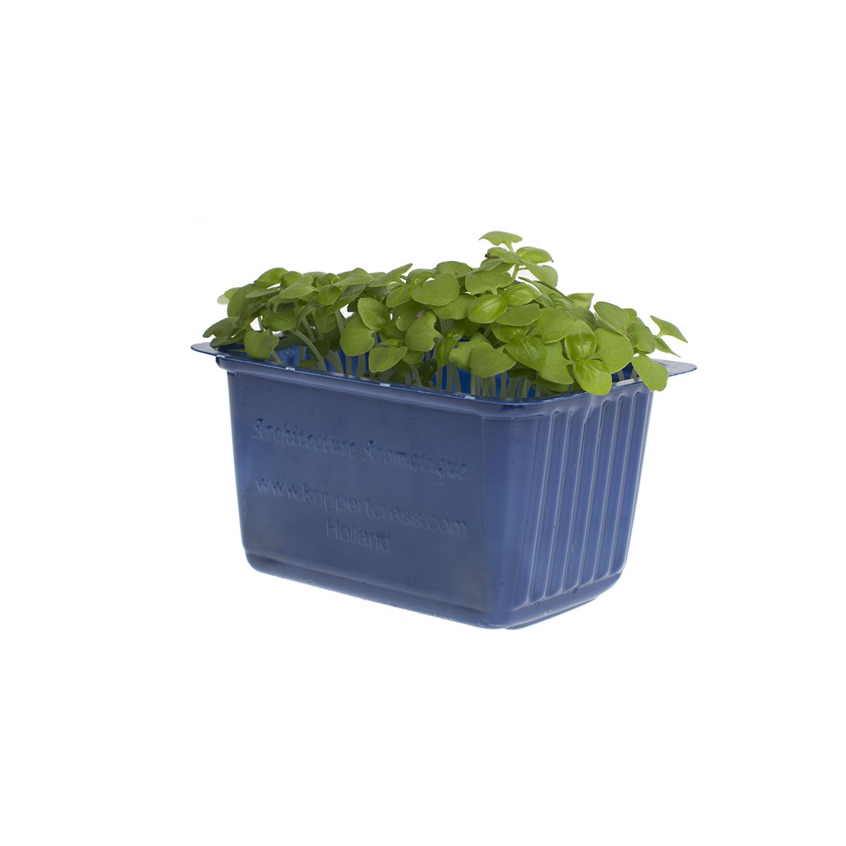 Wholesale Koppert Cress Basil Cress-16 CT Bulk
