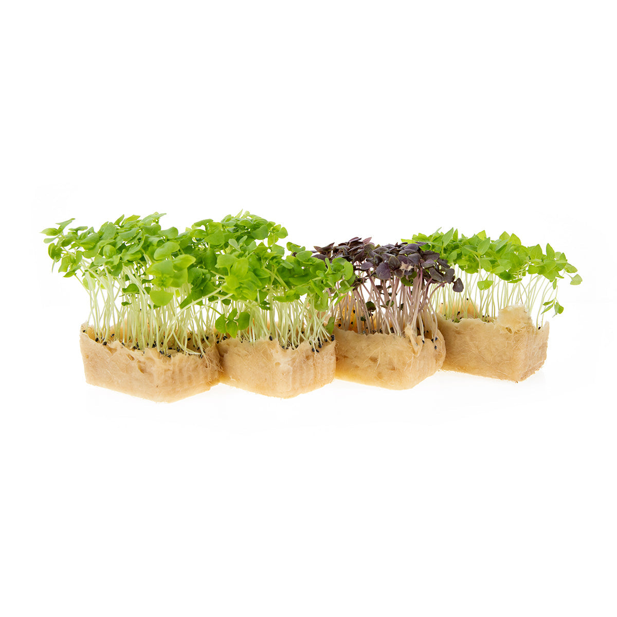Wholesale Koppert Cress Micro Basil Trio Cress- Bulk