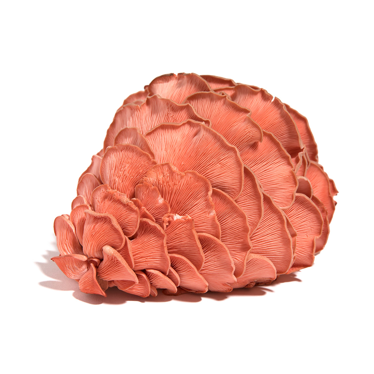 Wholesale Ri Mushroom Co. Pink Oyster Mushrooms 3 Lb- Bulk