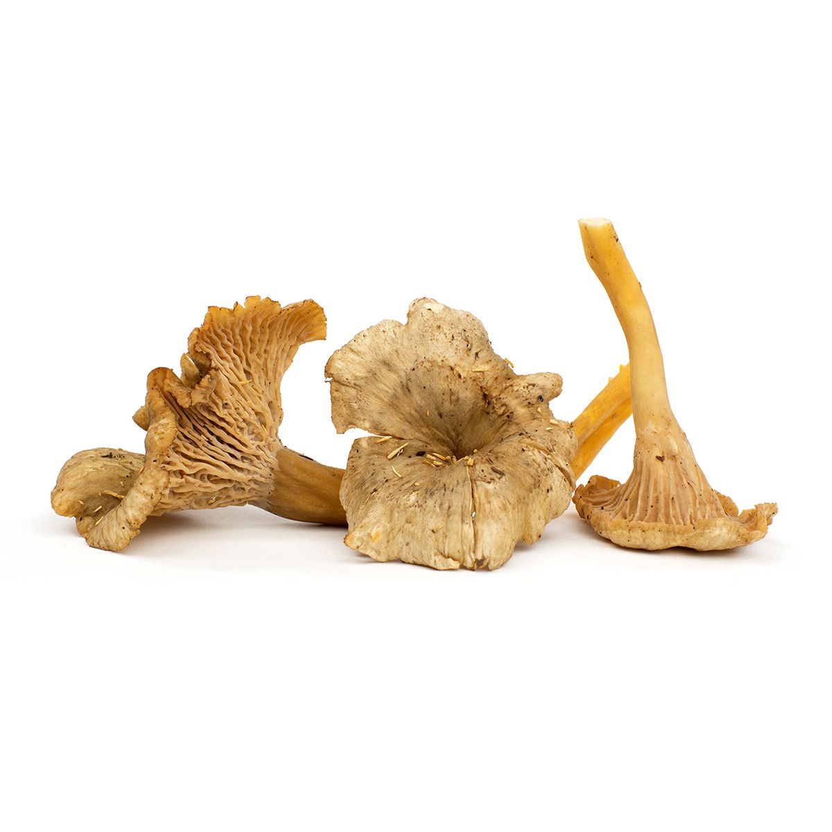 BoxNCase Yellowfoot Mushrooms