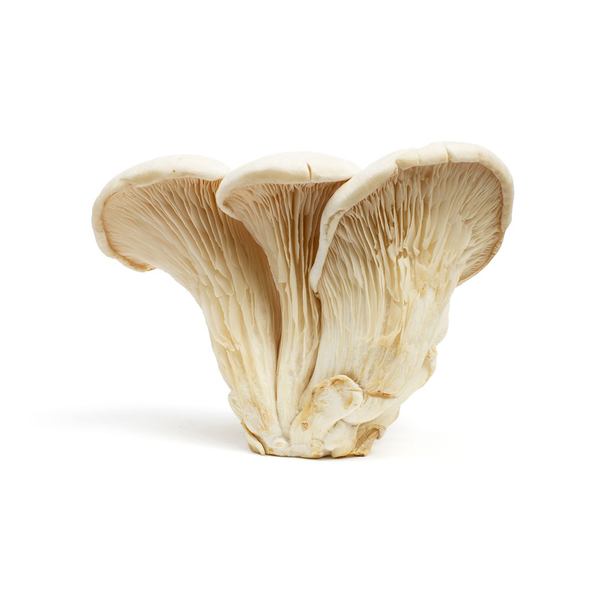 Wholesale BoxNCase White Elf Mushrooms (Nebrodini Bianco)- Bulk