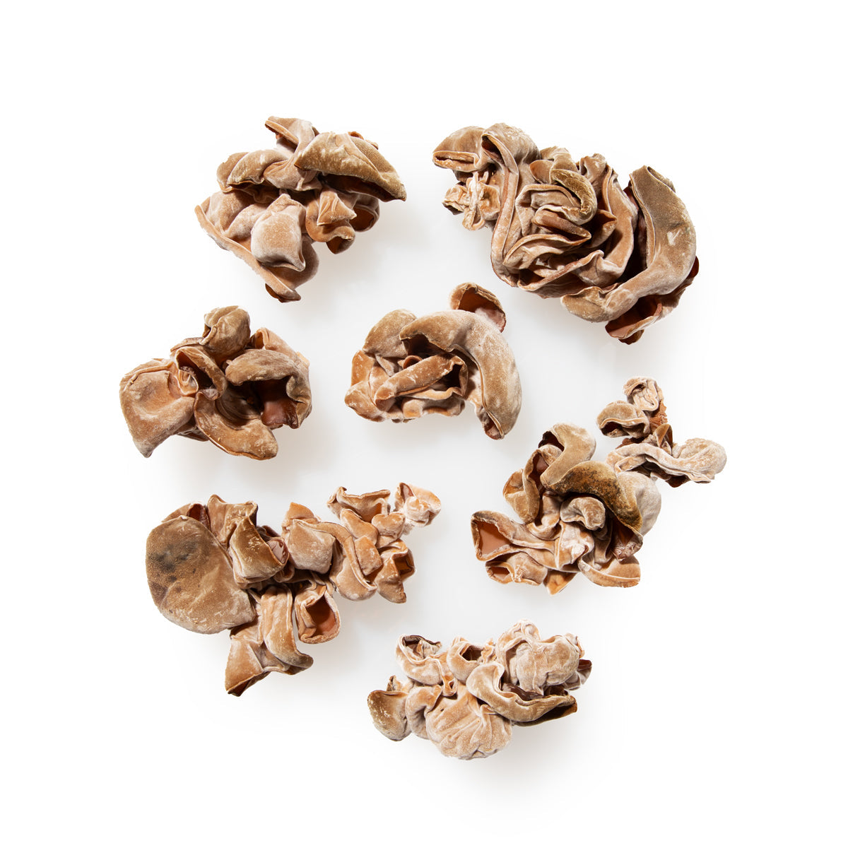 Wholesale Phillips Mushroom Farms Local Wood Ear Mushrooms-3 LB Bulk