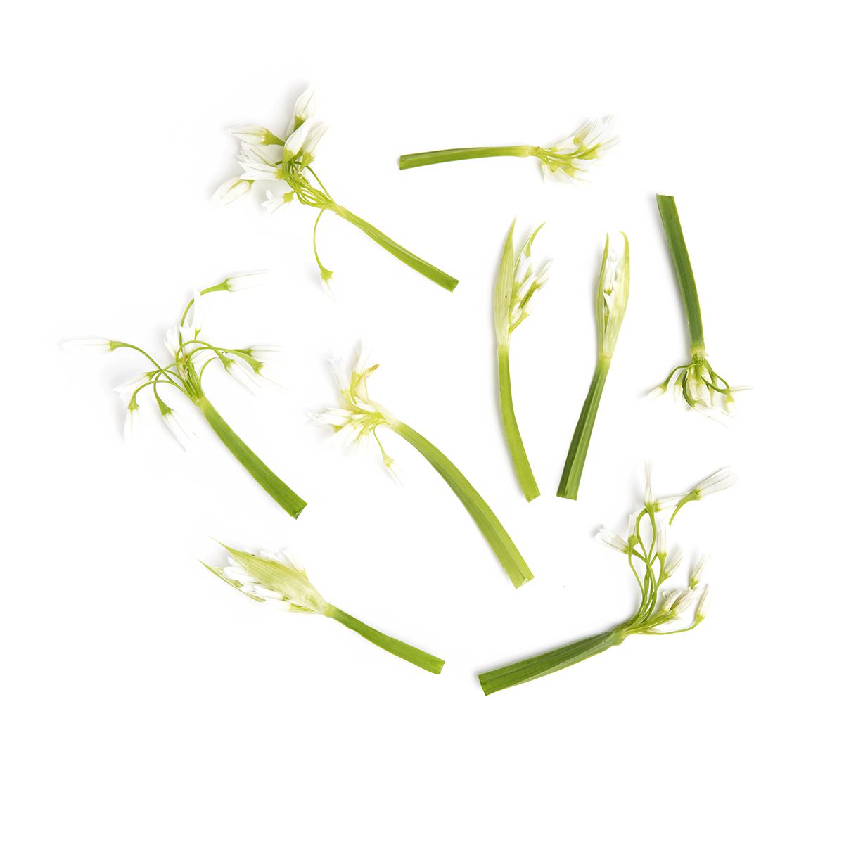 BoxNCase Wild Spring Onions Flowers Only lb
