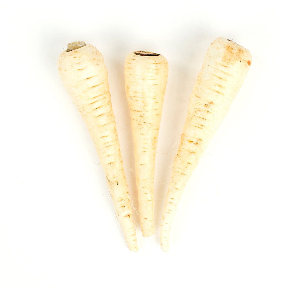 Wholesale BoxNCase Parsnips 1 LB- Bulk