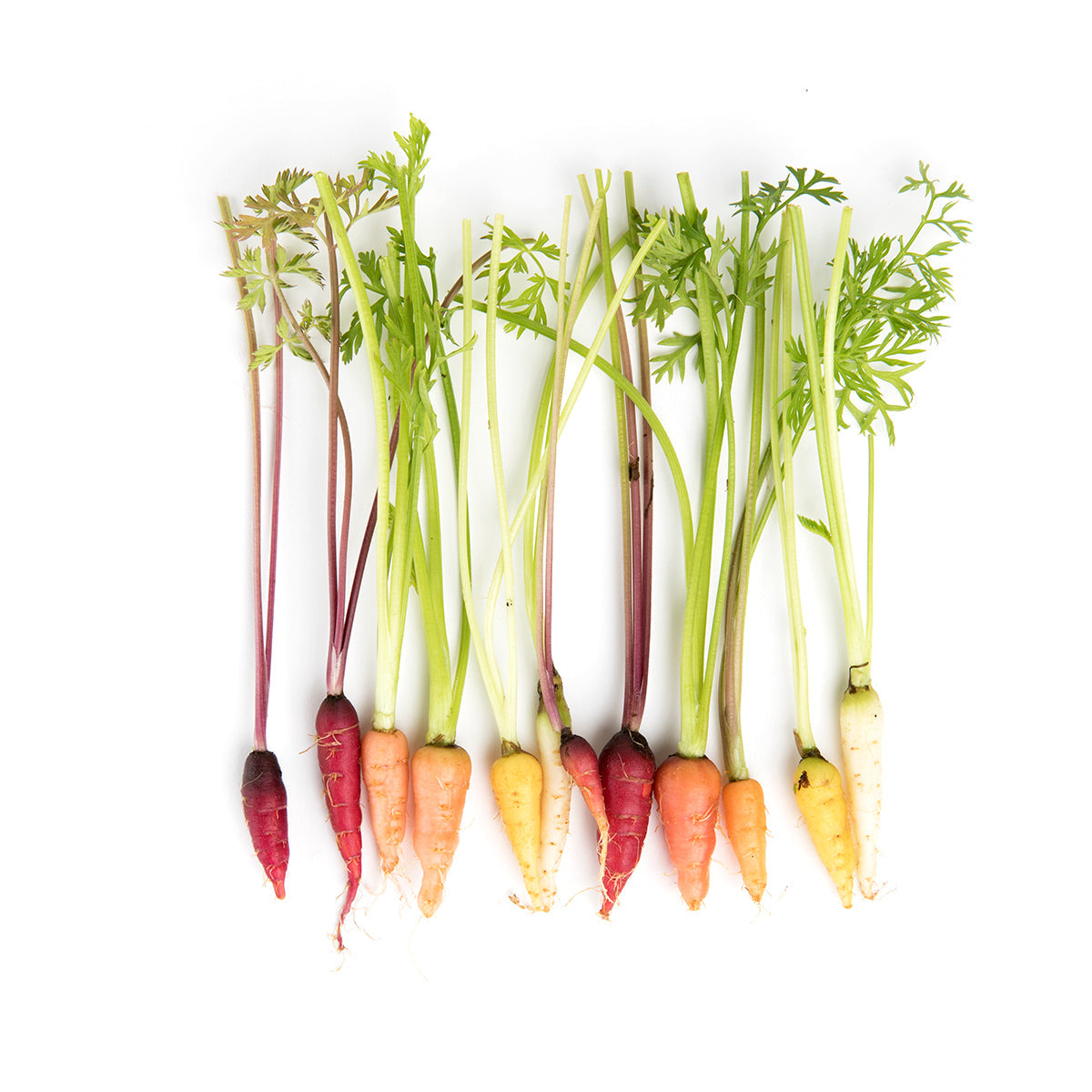 Wholesale Fresh Origins Tiny Mixed Carrots- Bulk