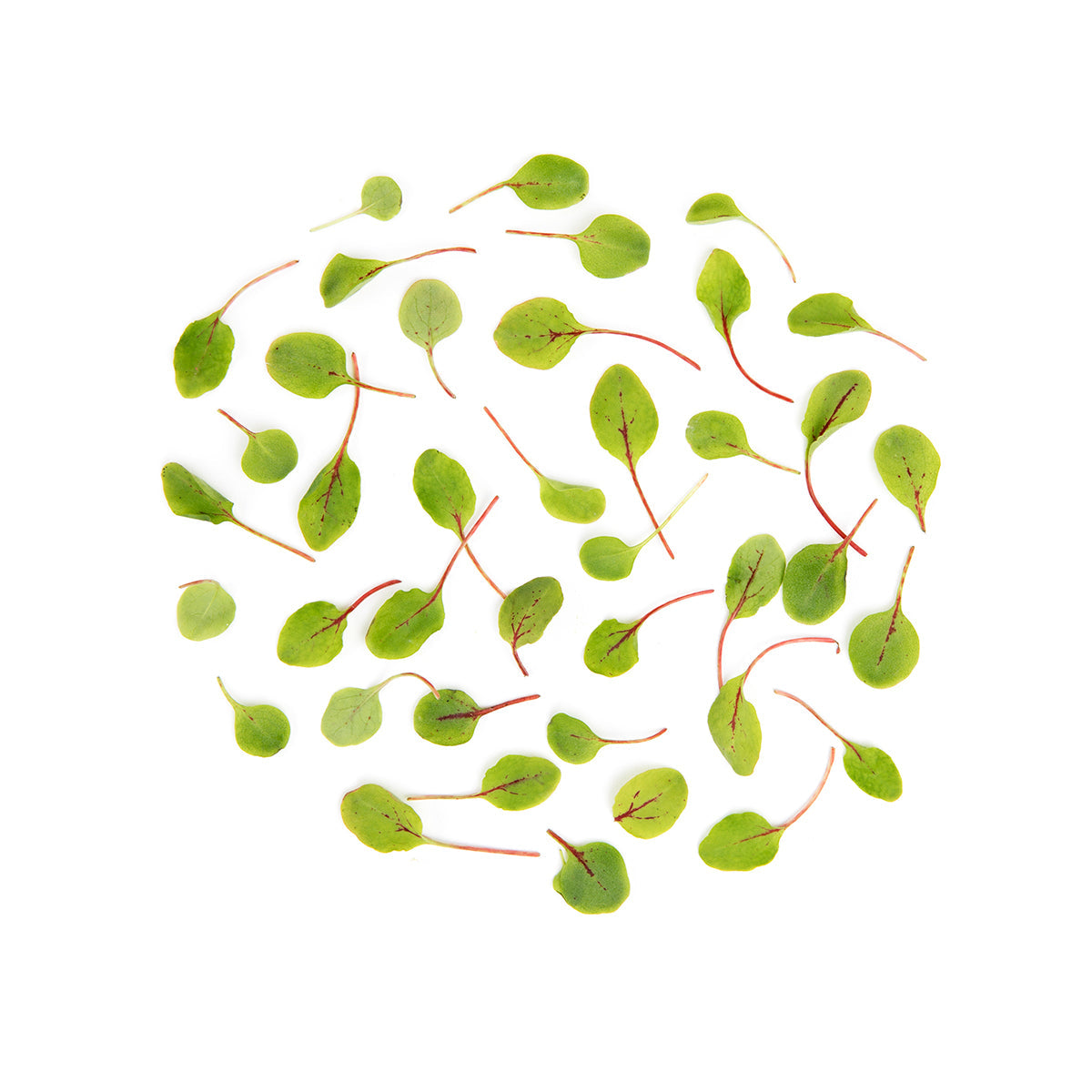 Wholesale Fresh Origins Petite Hearts on Fire- Bulk