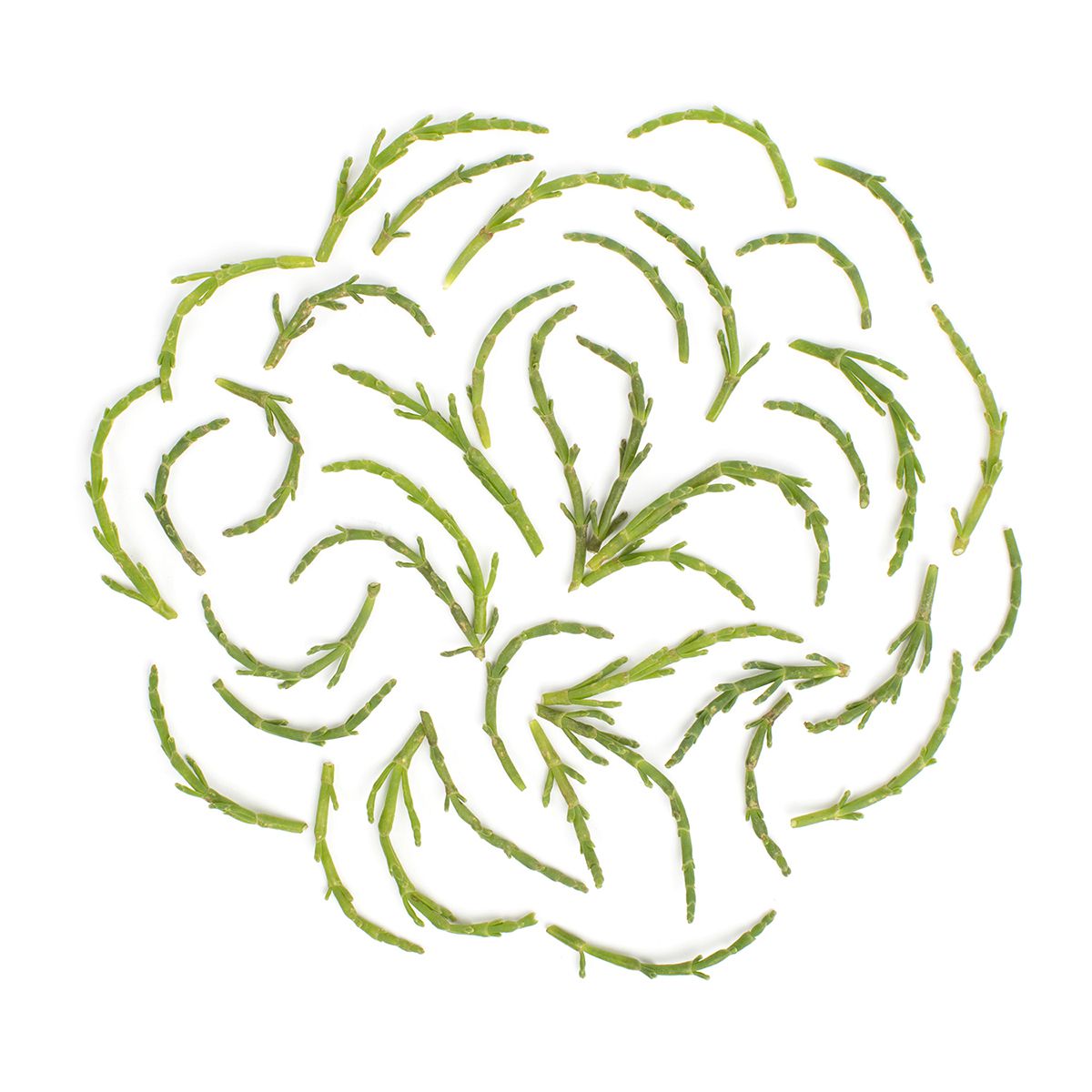 Wholesale BoxNCase Sea Beans- Bulk