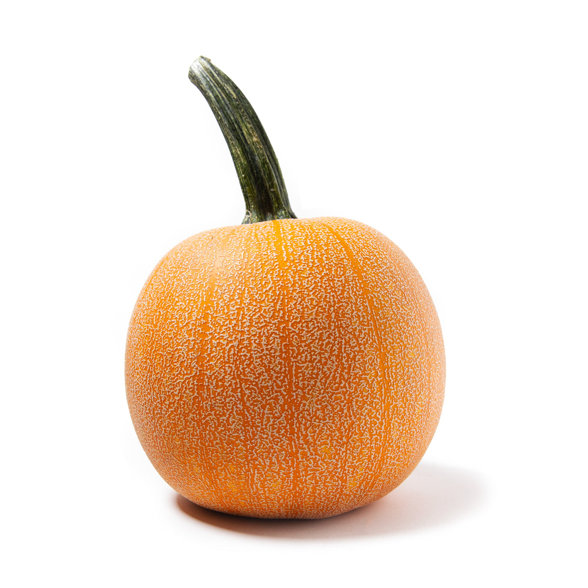 Wholesale Ward'S Berry Farm Winter Luxury Sugar Pumpkins- Bulk