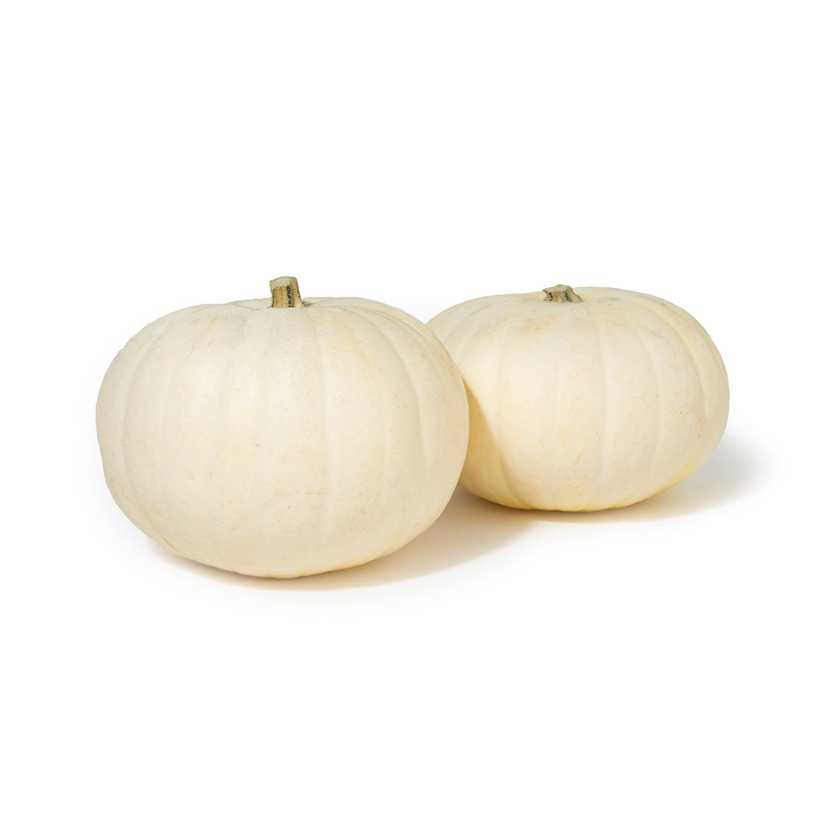 Wholesale BoxNCase Blanco Pumpkins-8 CT Bulk