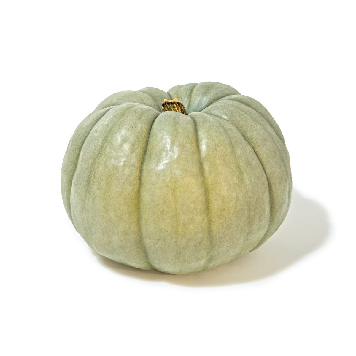 Wholesale BoxNCase Blue Doll Pumpkins- Bulk