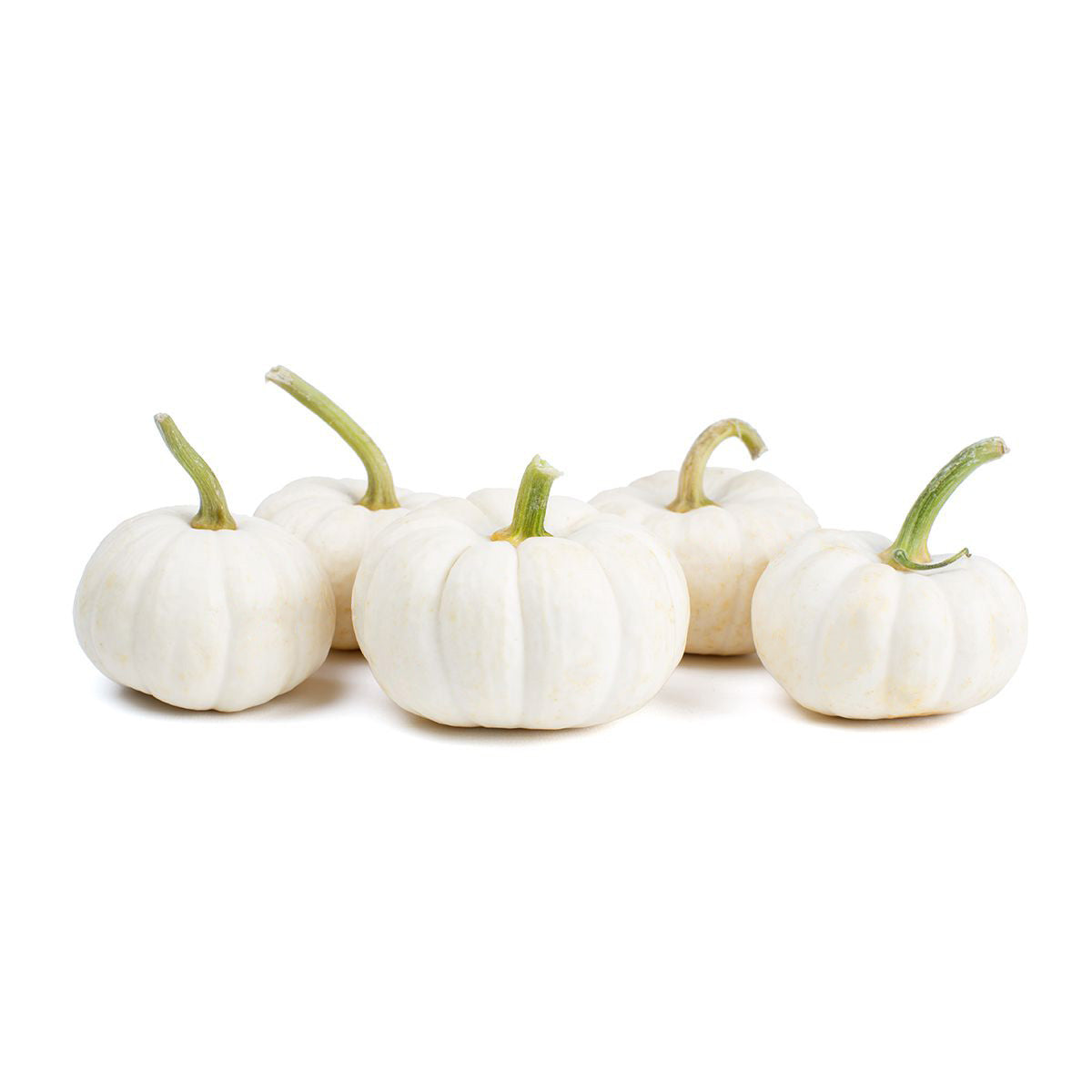 Wholesale BoxNCase Mini White Pumpkins-15 LB Bulk