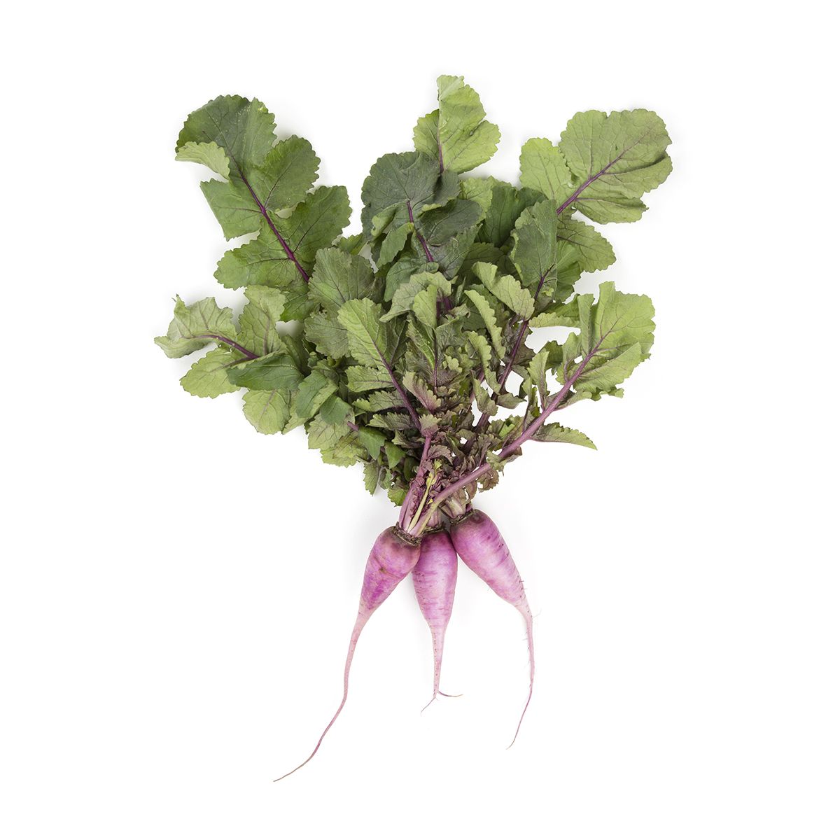 Wholesale Babe Farms Purple Ninja Radishes- Bulk