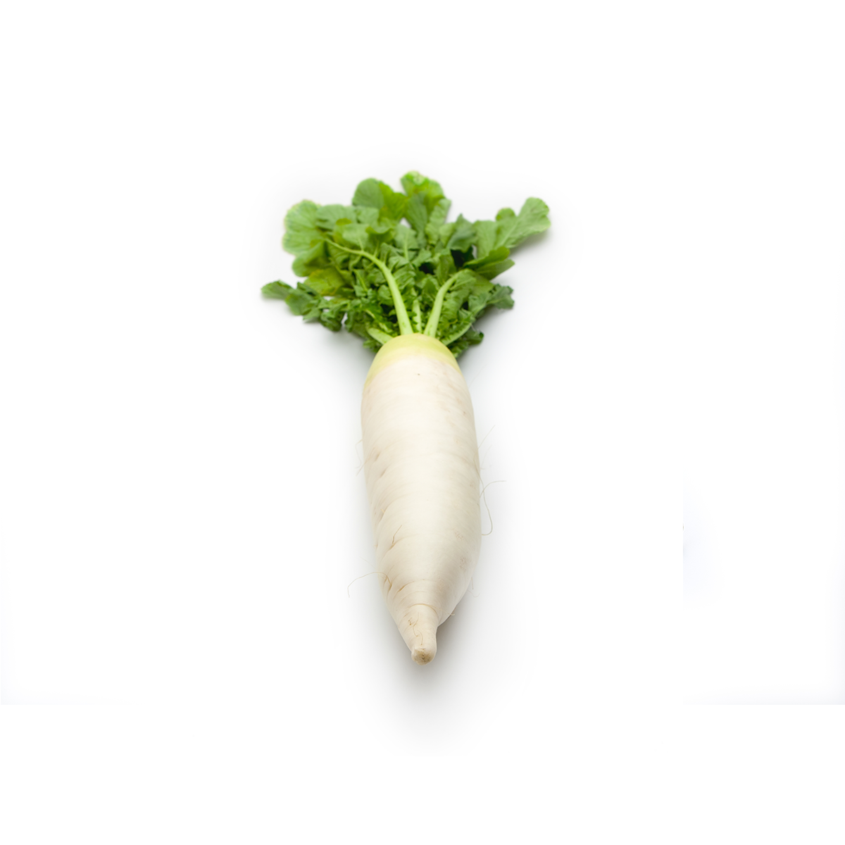Wholesale BoxNCase Daikon Radishes- Bulk