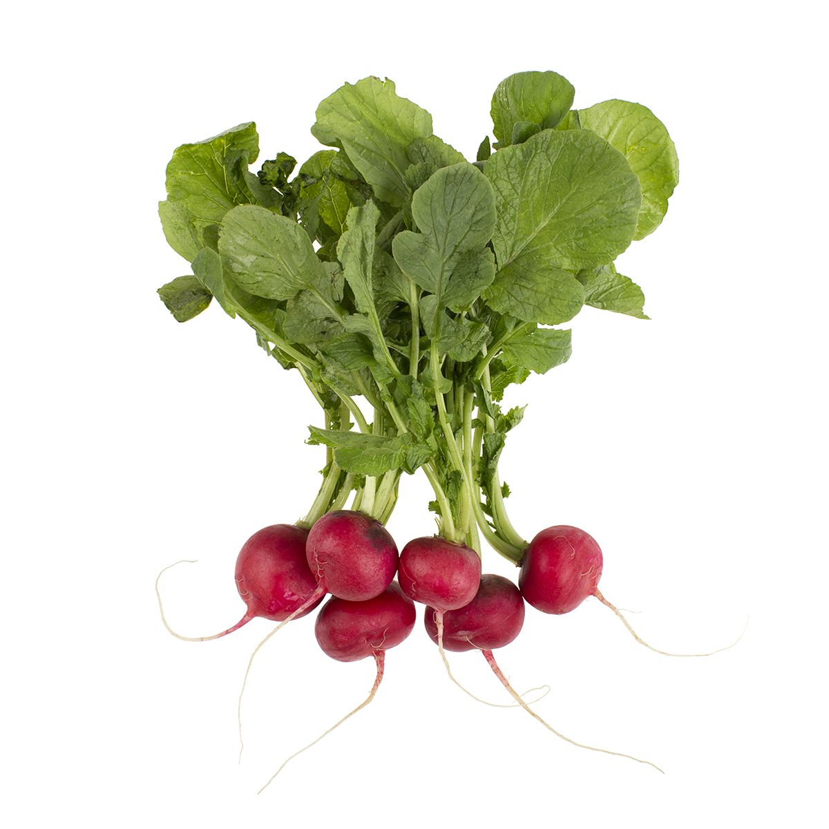 Wholesale Cal-Organic Farms Organic Bunched Radishes- Bulk