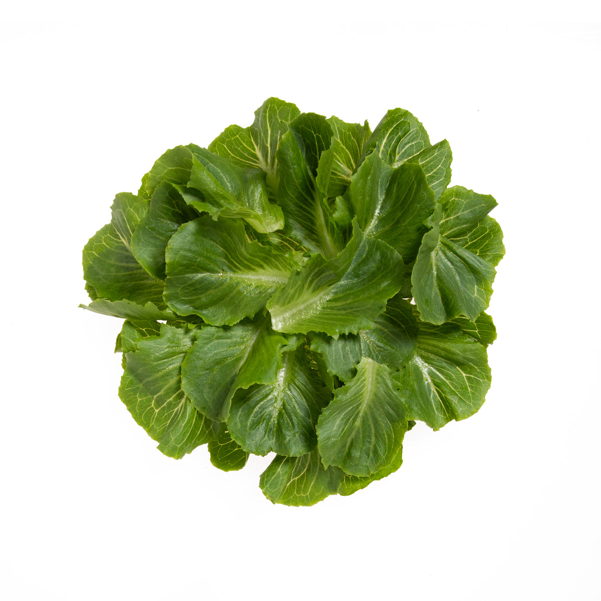 Wholesale Little Leaf Farms Romaine Leaf 1.5 LB- Bulk