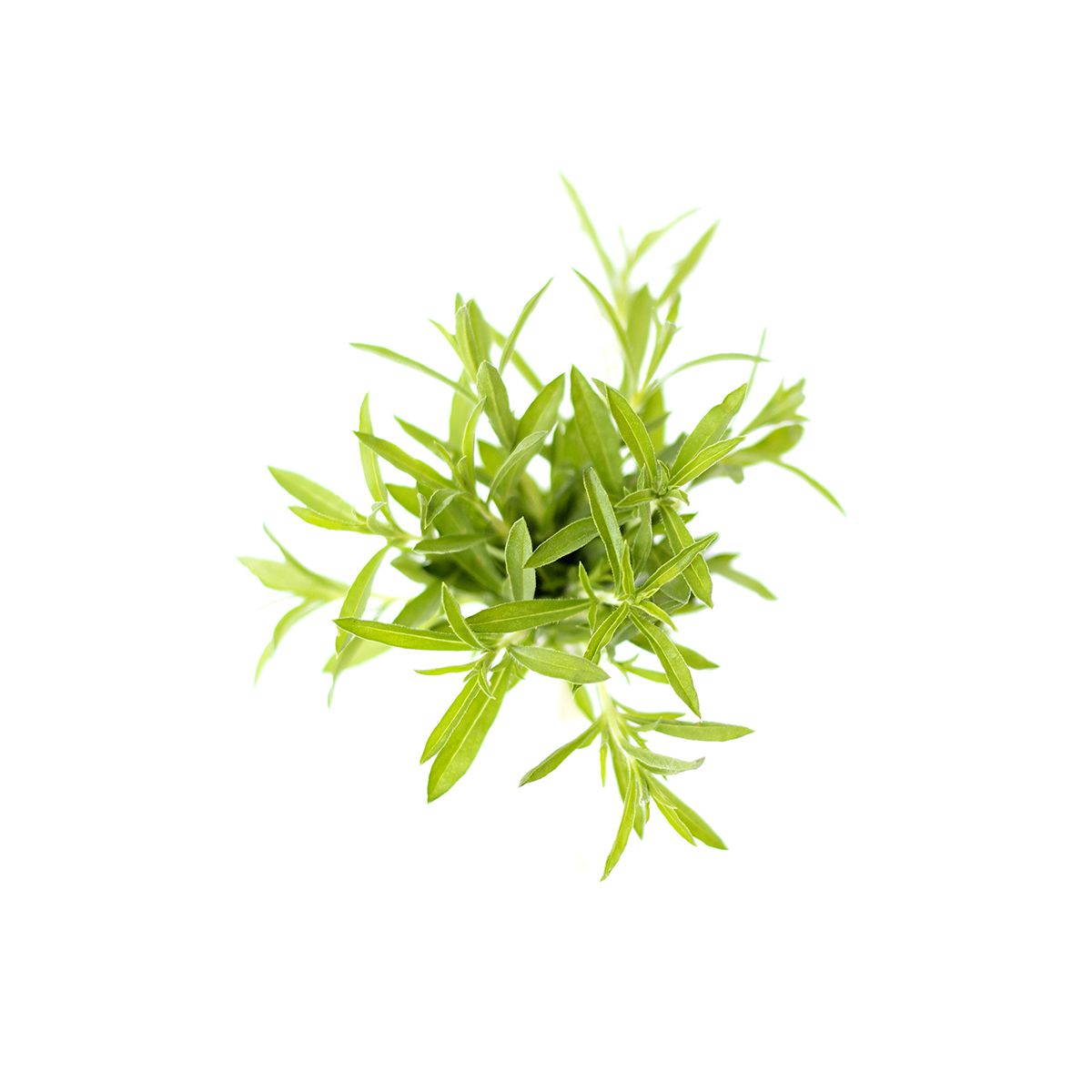 Wholesale BoxNCase Savory-3 Pack Bulk