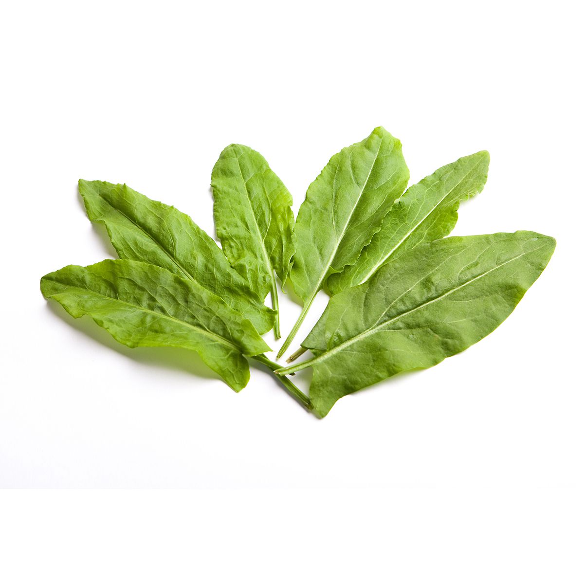 BoxNCase Sorrel 1 lb