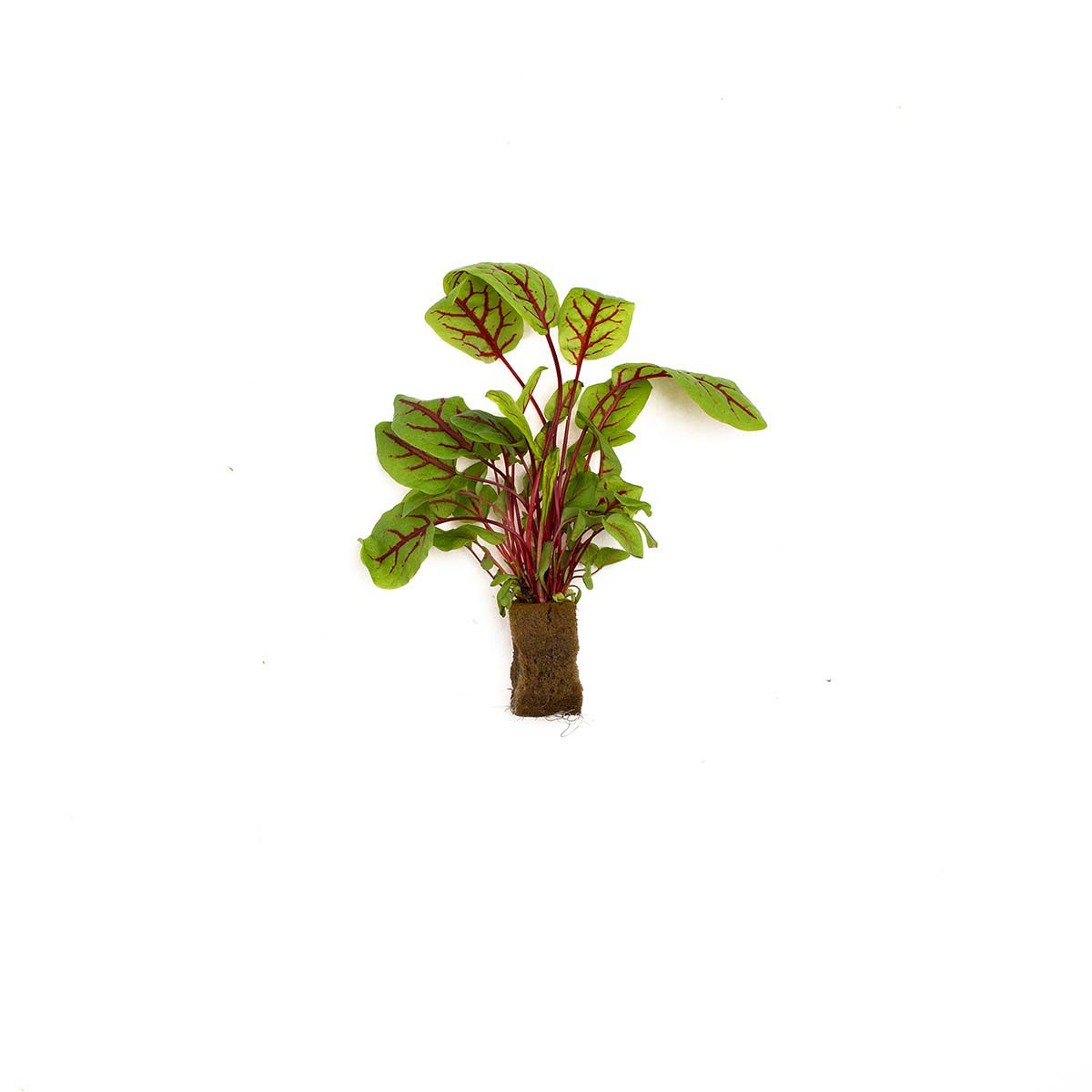 Wholesale BoxNCase Red Sorrel- Bulk