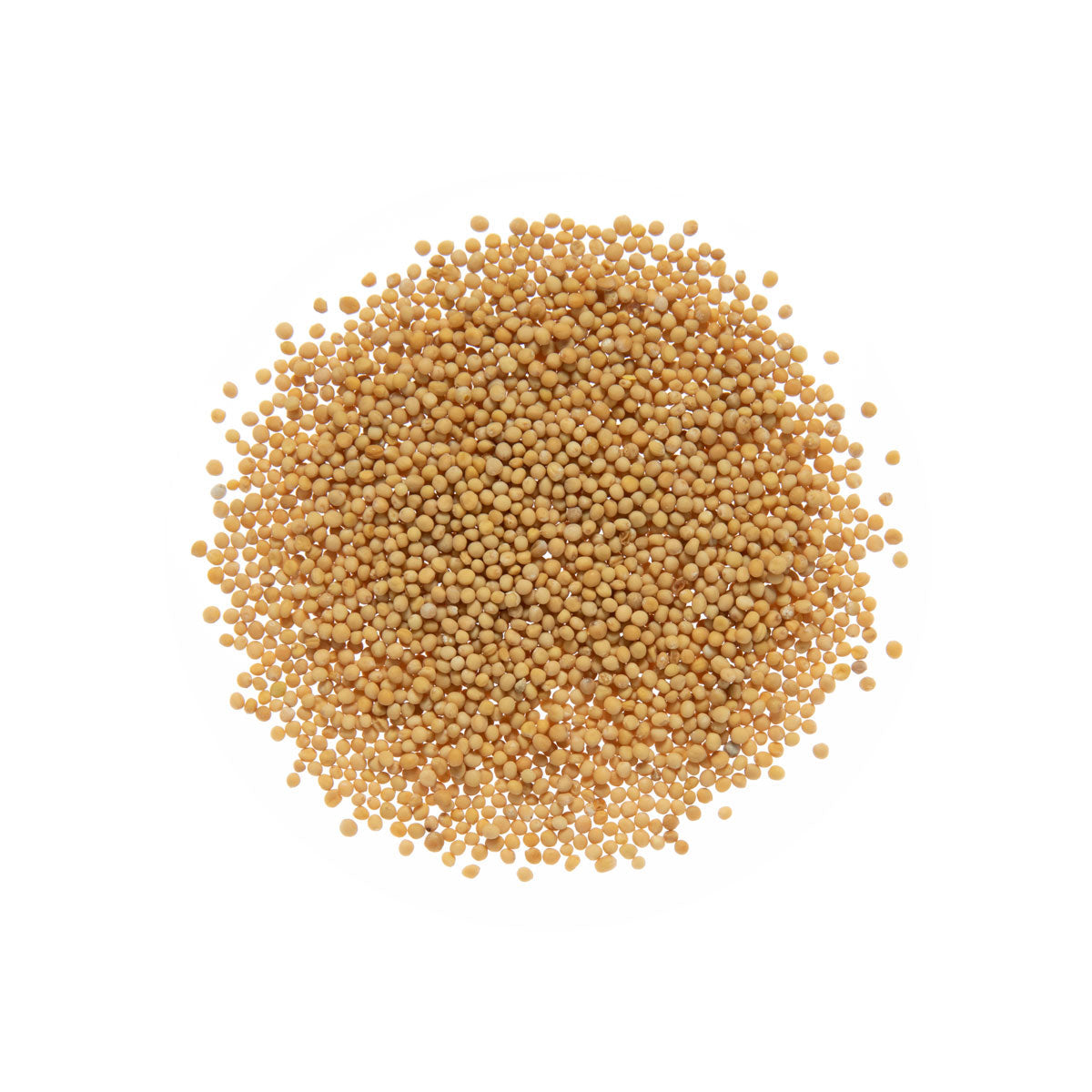 Wholesale Diretta Yellow Mustard Seed- Bulk