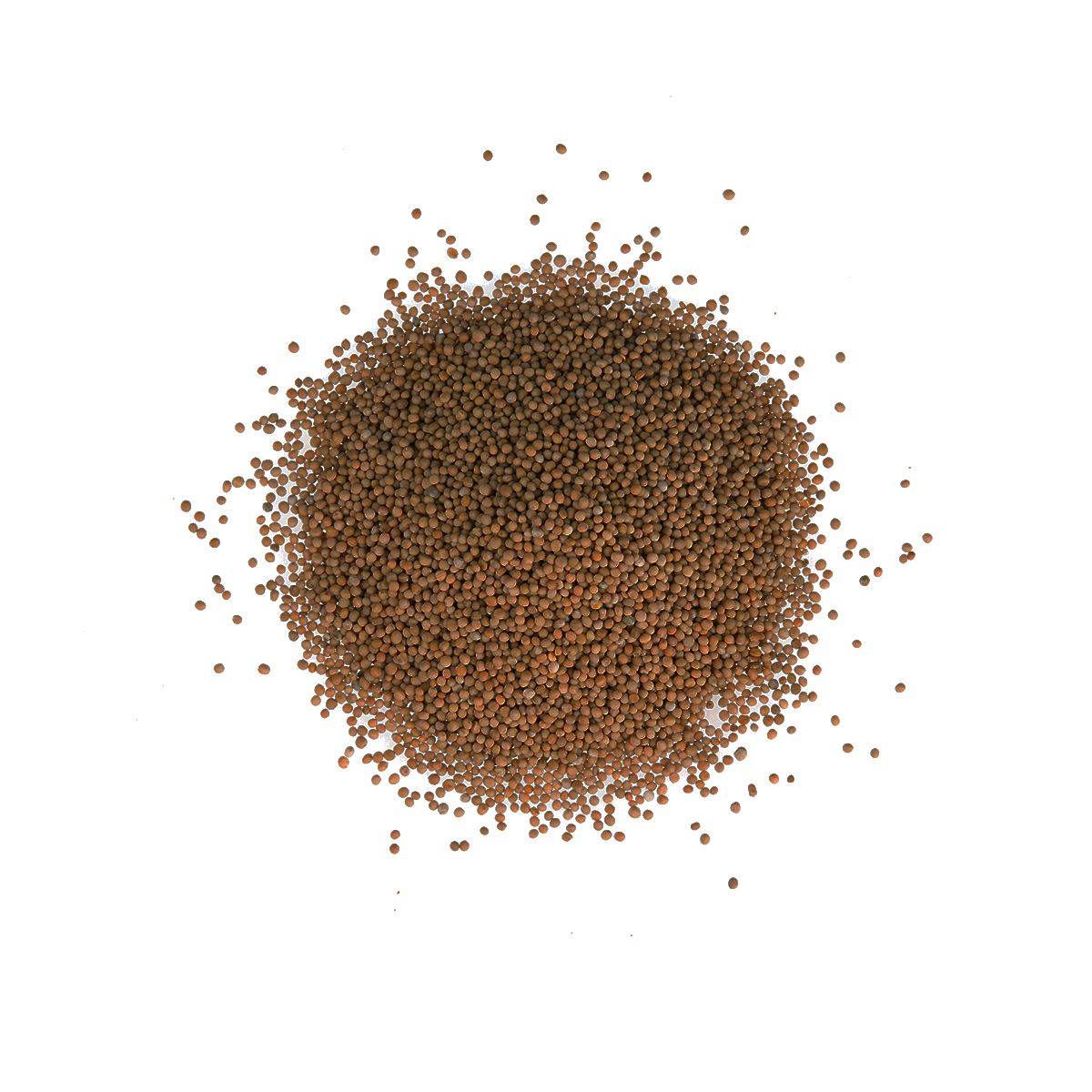 Wholesale Diretta Yellow Mustard Seeds- Bulk