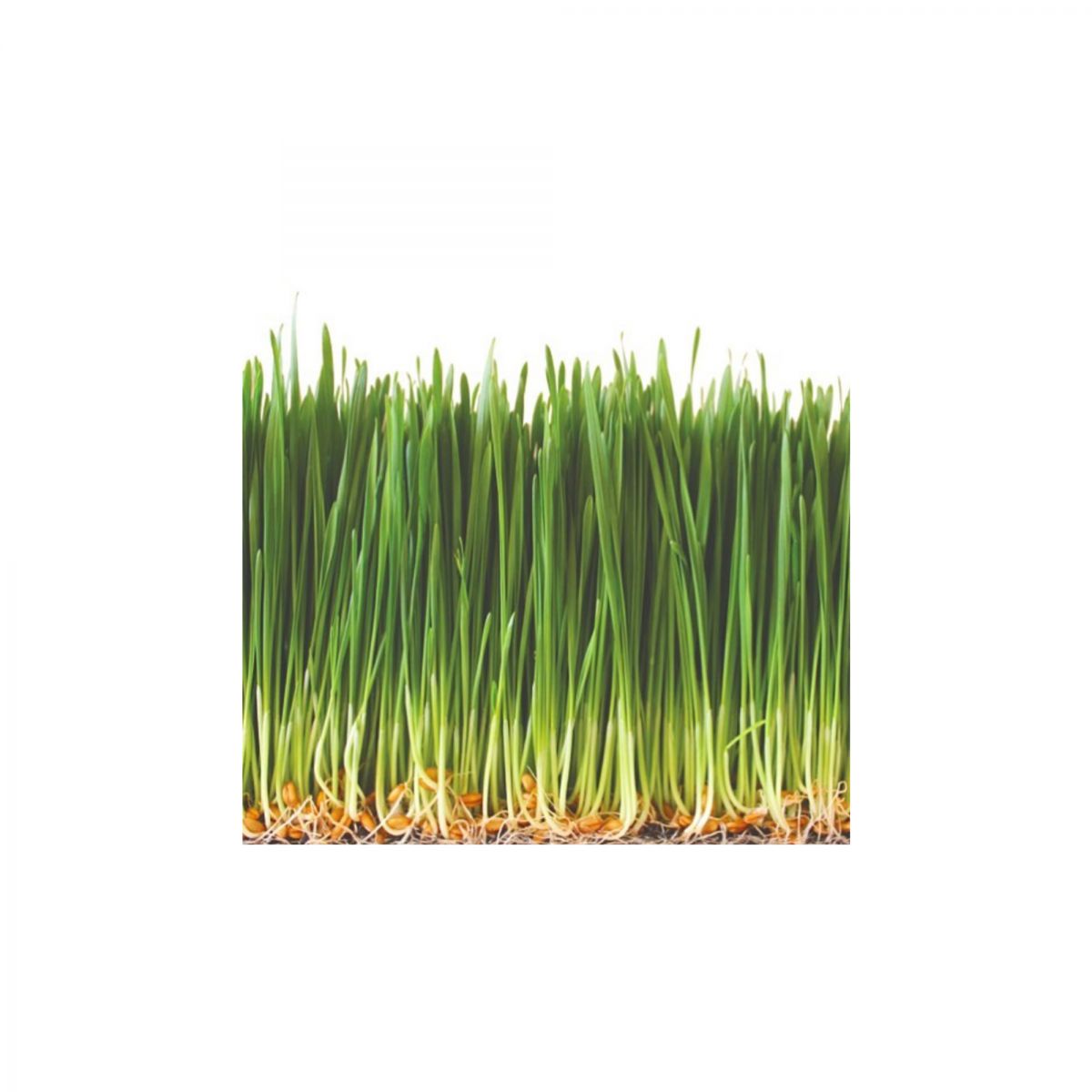 BoxNCase Organic Wheatgrass Tray