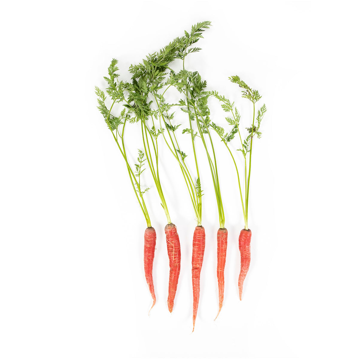 Wholesale Norwich Meadows Farm Organic Kyoto Carrots- Bulk