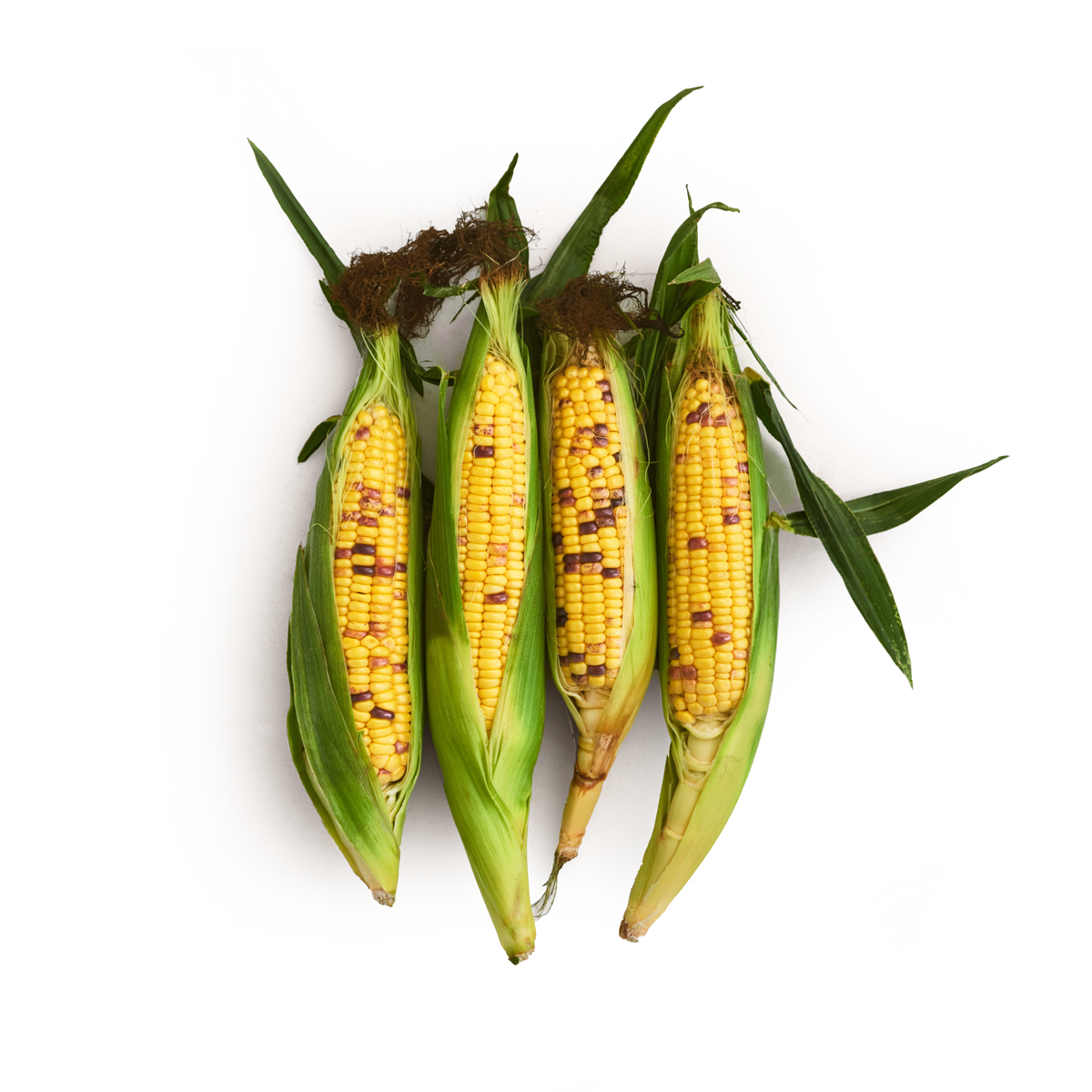 Wholesale Row 7 Seed Company Row 7 Organic Experimental Corn-48 CT Bulk