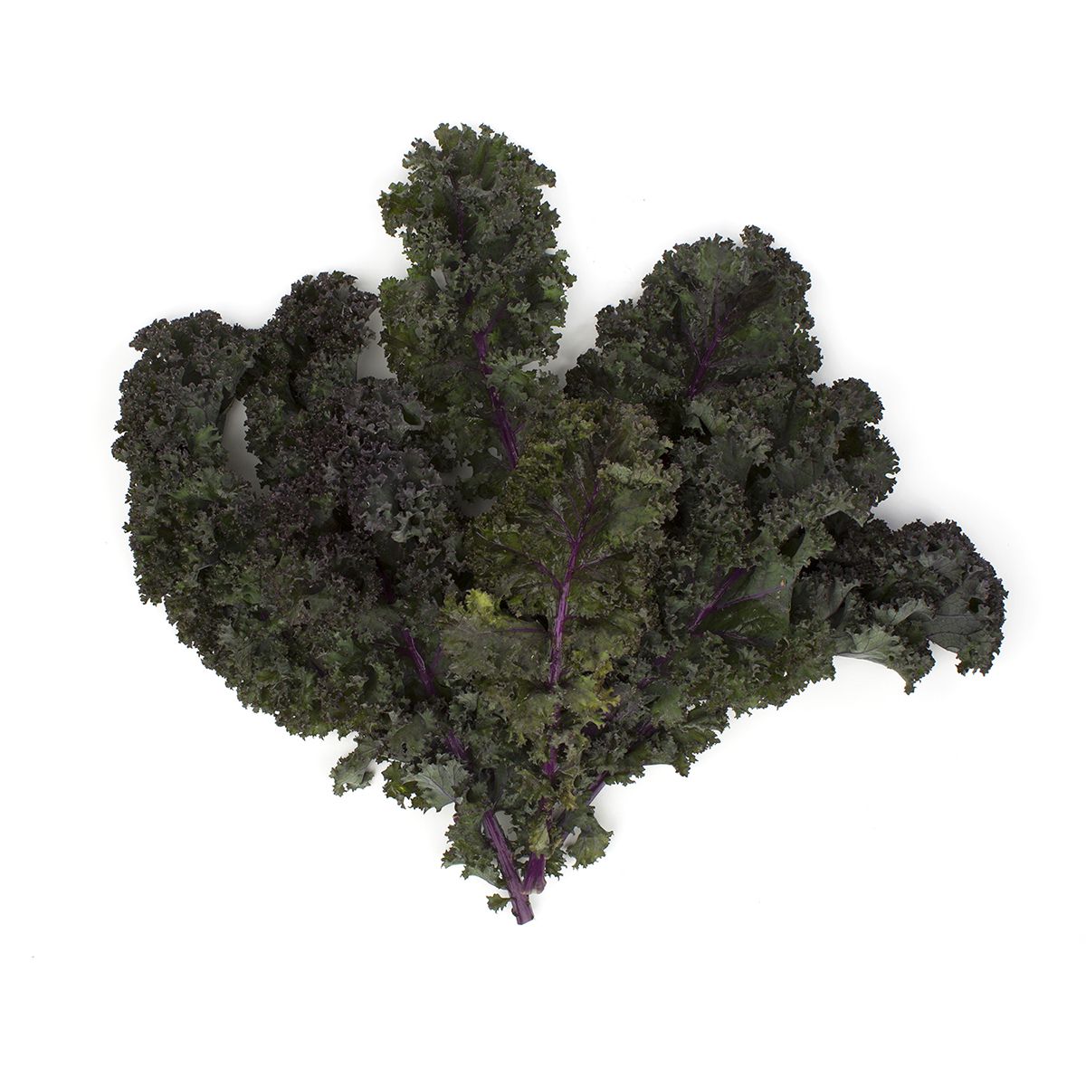 Wholesale BoxNCase Organic Red Kale- Bulk