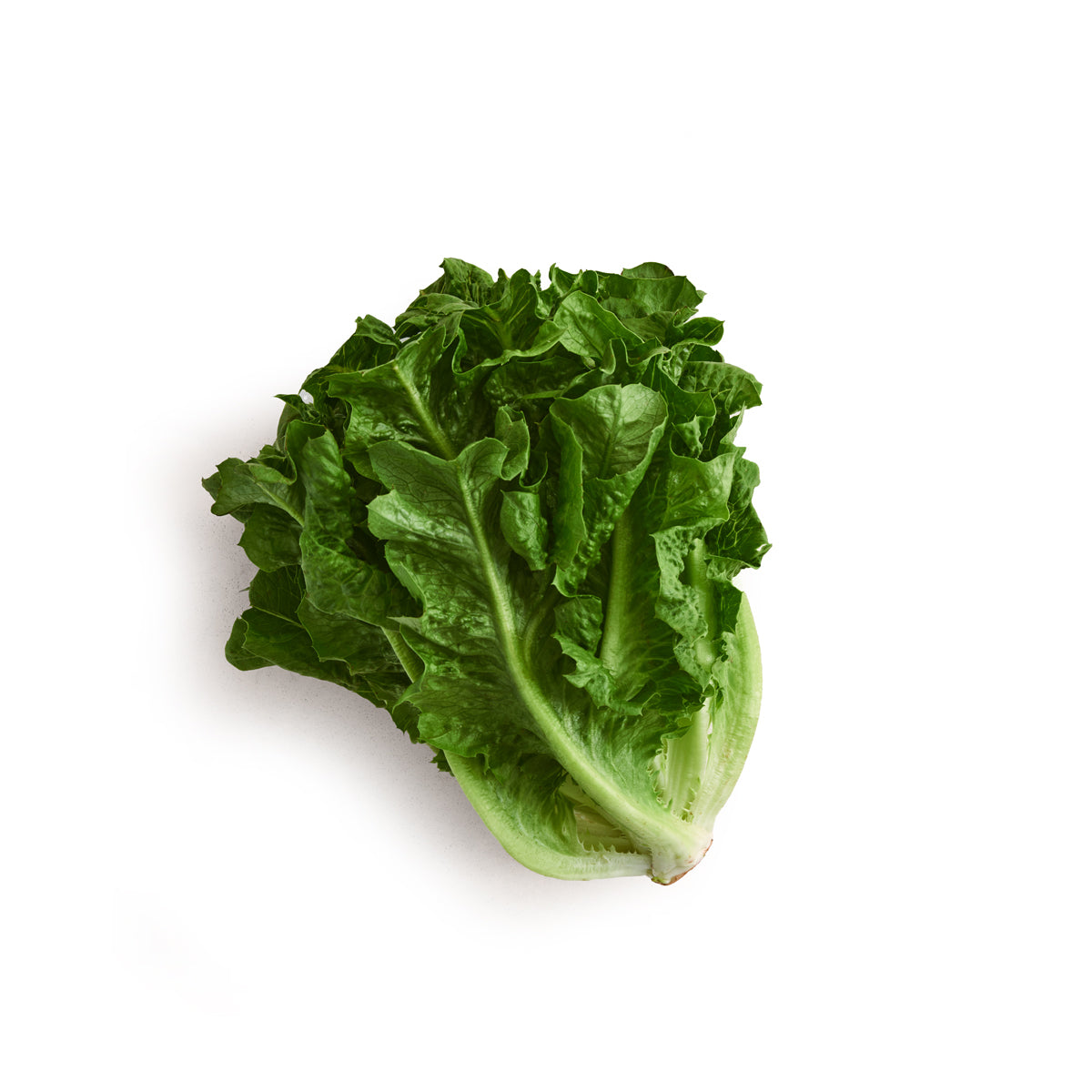 Wholesale Norwich Meadows Farm Organic Row 7 Dino Lettuce- Bulk