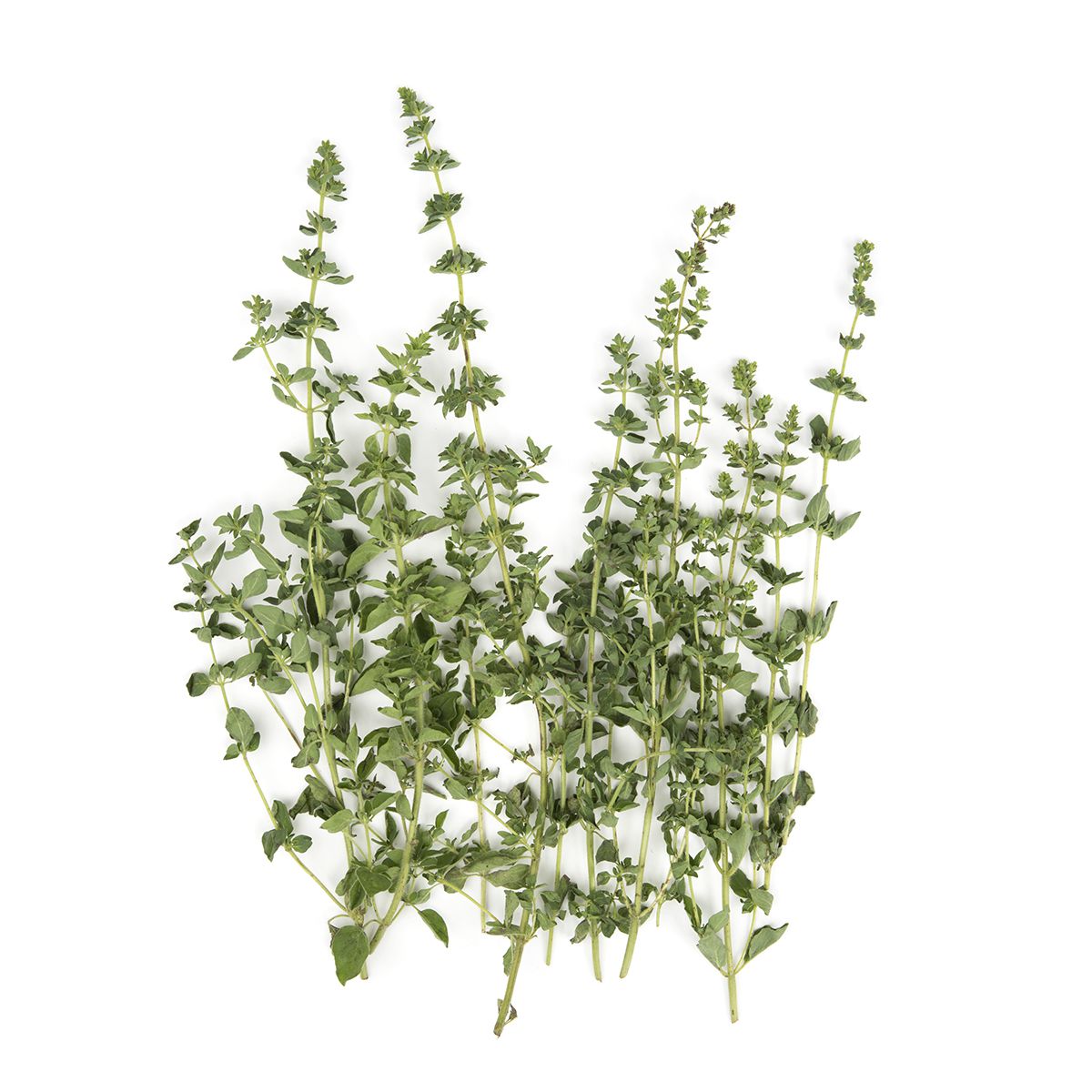 BoxNCase Marjoram