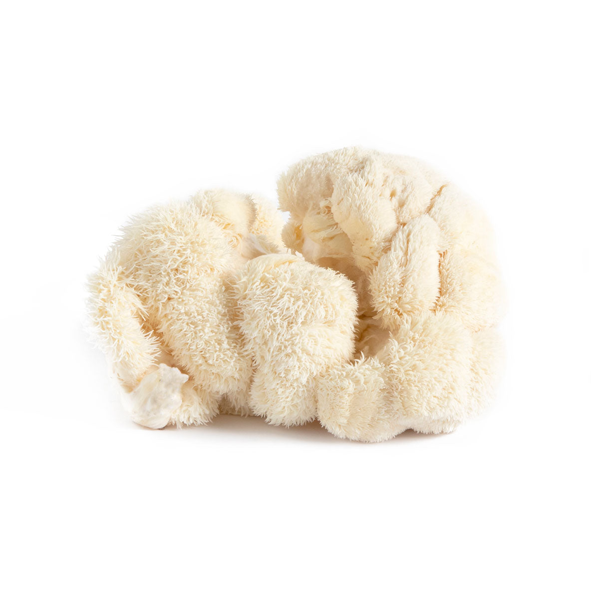 BoxNCase Organic Lion's Mane Mushrooms 3.5 OZ