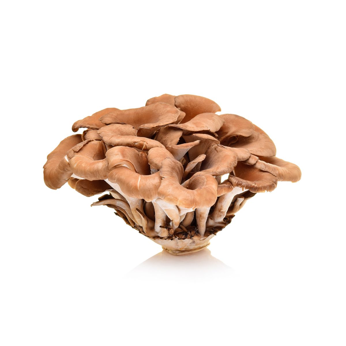 BoxNCase Organic Maitake / Hen of the Woods Mushrooms 3.5 OZ