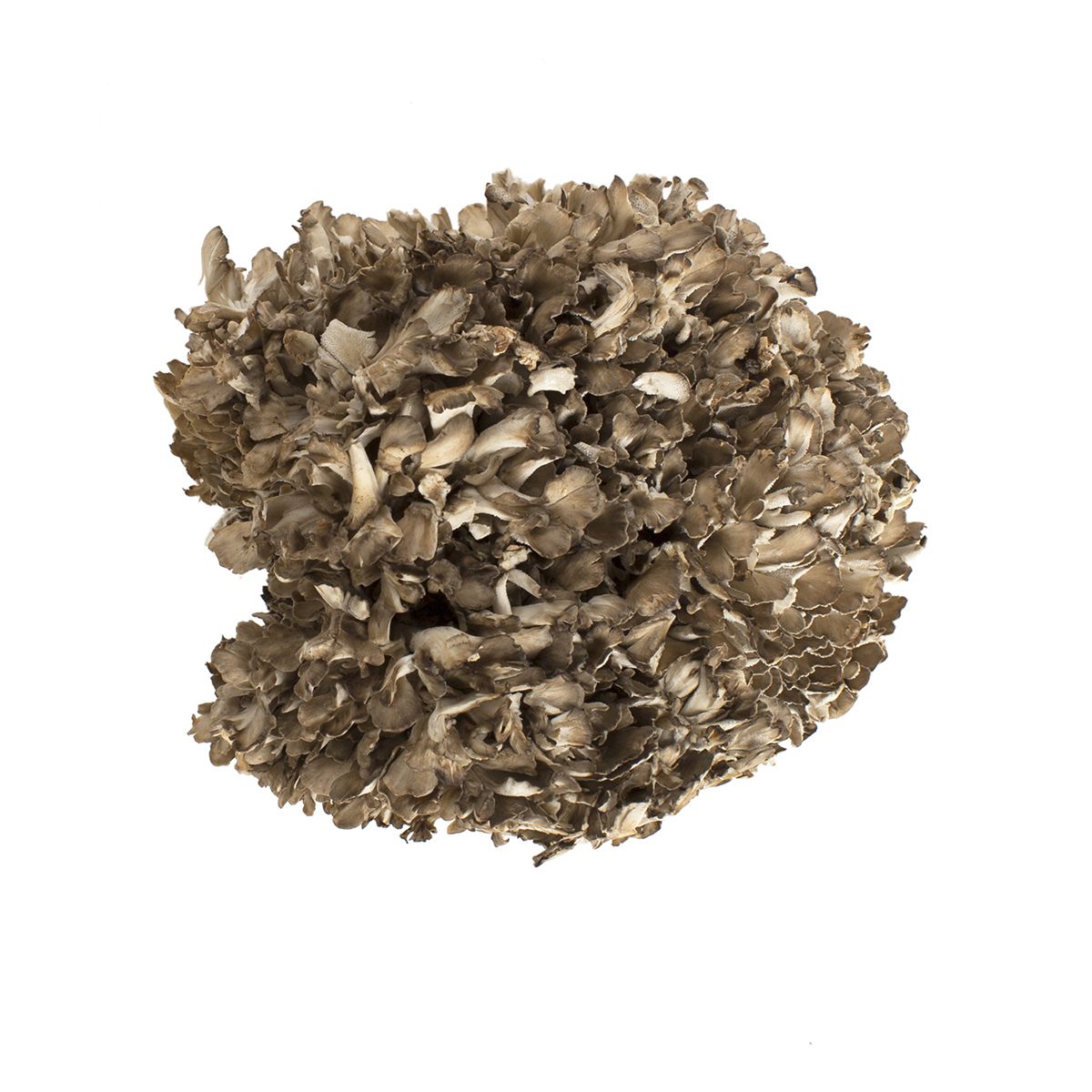 Wholesale Shogun Maitake Organic Extra Large Black Maitake/Hen of the Woods Mushrooms-3 LB Bulk