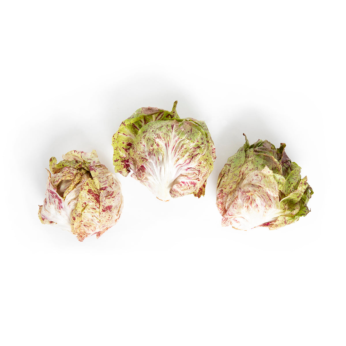 Wholesale Kitchen Garden Farm Organic Castlefranco Radicchio- Bulk