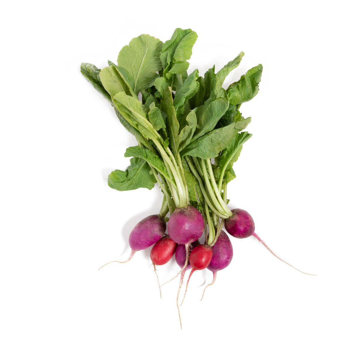 Wholesale Cal-Organic Farms Organic Rainbow Radishes- Bulk