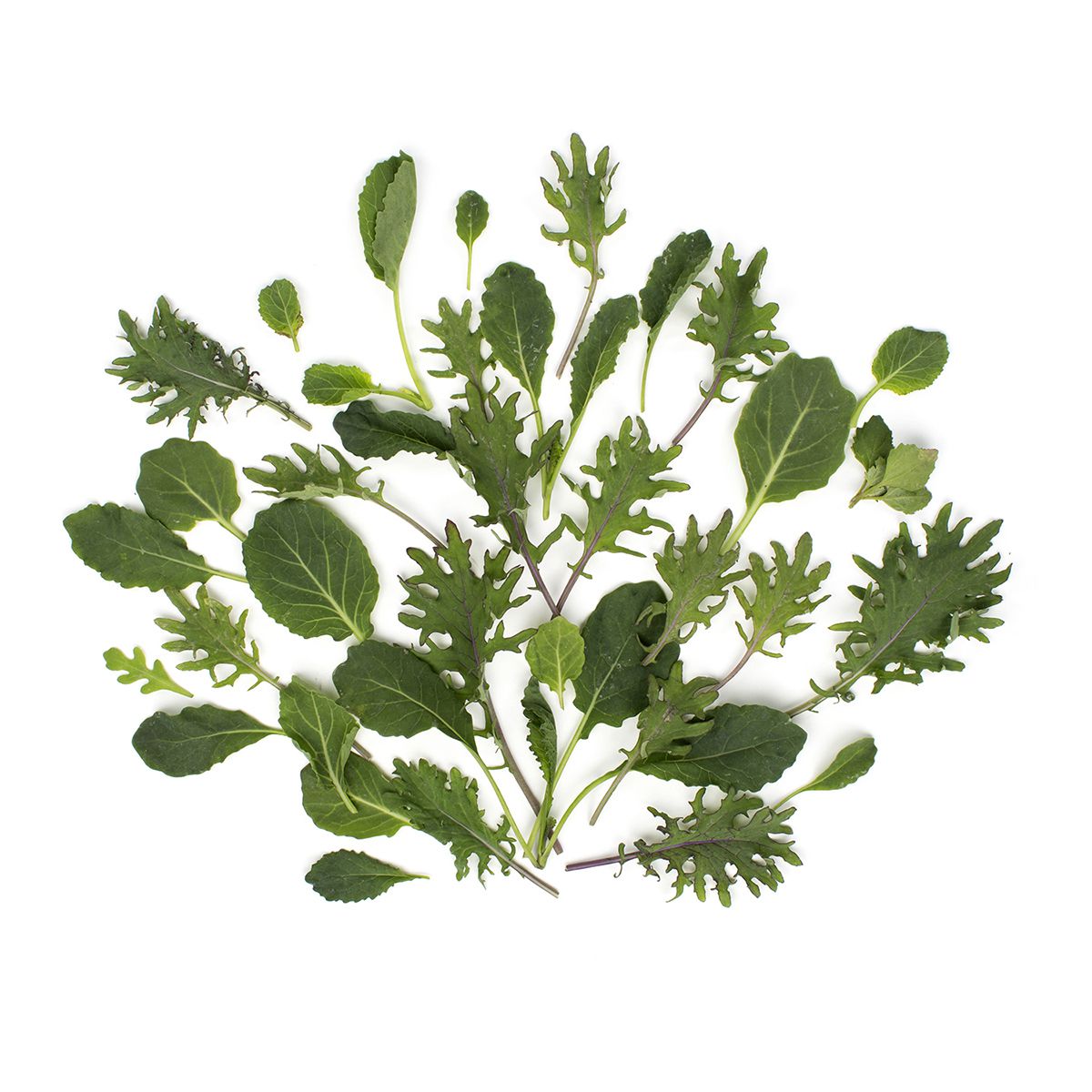 Wholesale BoxNCase Organic Green Baby Kale- Bulk