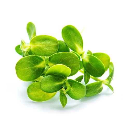 Microgreens