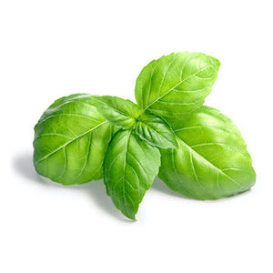 Wholesale Packer Basil 1kg-1ct Case Bulk