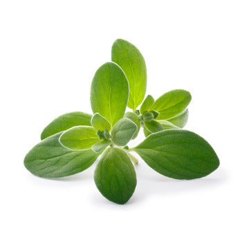 Packer Marjoram 1lb