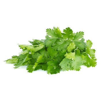 Packer Cilantro 4oz