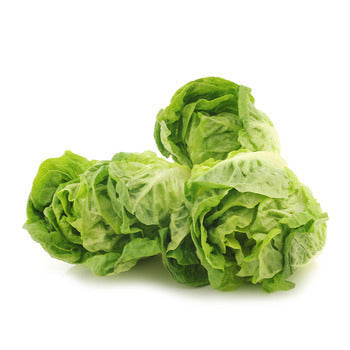 Packer Gem Lettuce