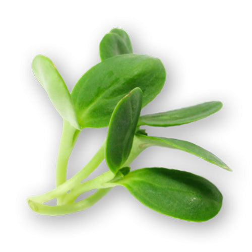 Wholesale Flavour Fields Micro Sunflower Sprouts 4oz-1ct Case Bulk