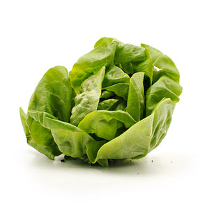 Wholesale Packer Hydroponic Boston Lettuce 12count-1ct Case Bulk